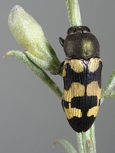 Castiarina chinnocki, PL0353D, male, on Eremophila scoparia, MU, 10.0 × 3.8 mm